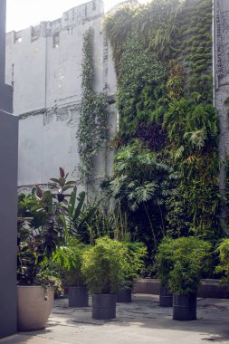 Duvardaki güzel yeşil bitkiler