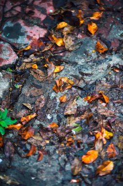 Kuru bir yaprak yığınını kapat