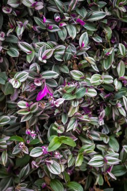 Baharda güzel bir botanik bitkisi