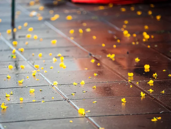 Yellow Flowers Ground Close View — стоковое фото