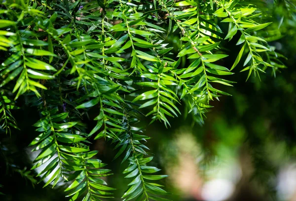 Green Leaves Tree Forest — Stock Photo, Image