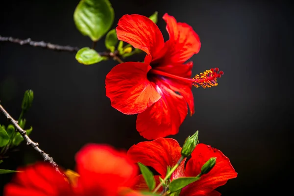 Червона Квітка Гібіскуса Чорному Фоні — стокове фото