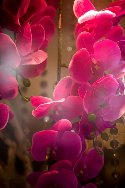 Hermosas Flores Rosadas Orquídea — Foto de Stock