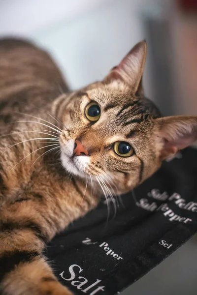 Şirin Gri Kedi Yakın Çekim — Stok fotoğraf