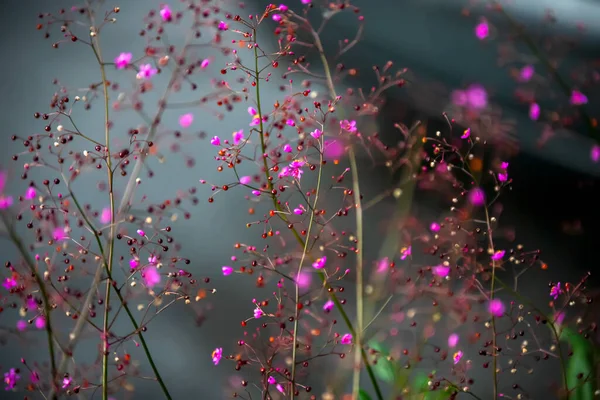 美しい植物画 自然壁紙 — ストック写真