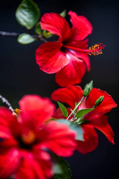 Hermosas Flores Fondo Concepto Floral —  Fotos de Stock