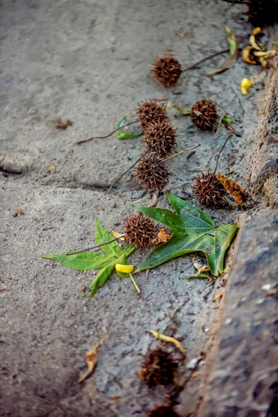 Closeup Shot Plant Road — Fotografia de Stock