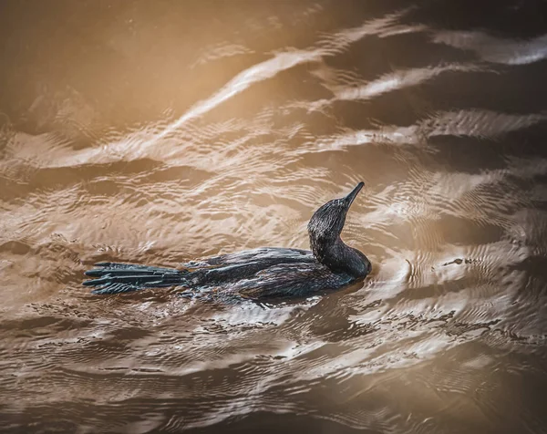 Ένα Κοντινό Πλάνο Ενός Όμορφου Πουλιού Που Κολυμπάει Στο Νερό — Φωτογραφία Αρχείου