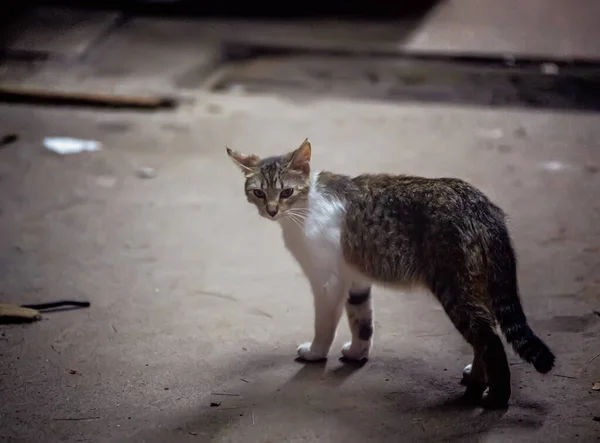 Bonito Gato Cinzento Tabby — Fotografia de Stock