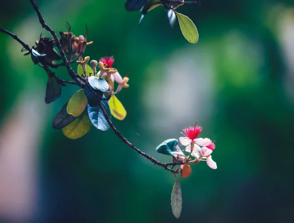 美丽的植物学照片 天然壁纸 — 图库照片