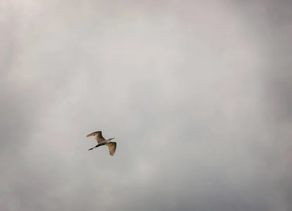 Möwe Fliegt Vor Wolkenverhangenem Himmel — Stockfoto