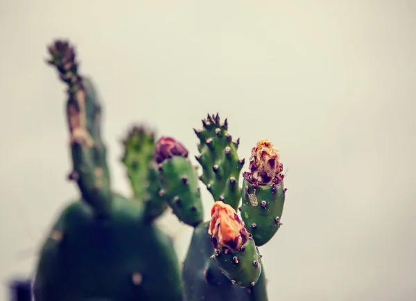 Vista Cerca Del Cactus Espinoso —  Fotos de Stock