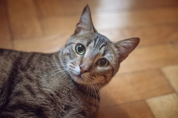 かわいいグレーの猫 クローズアップショット — ストック写真