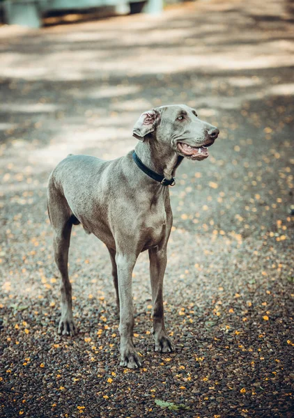Egy Gyönyörű Kép Egy Kutyáról Város Utcájában — Stock Fotó