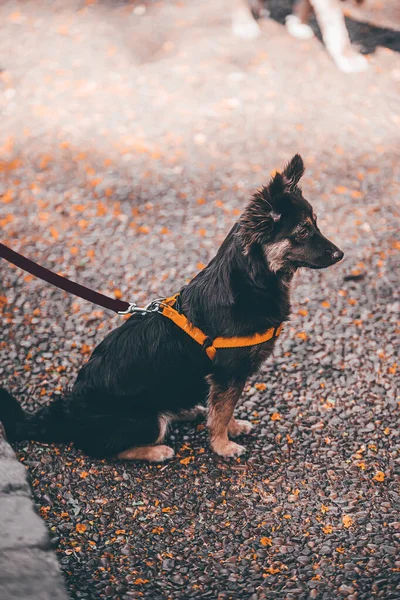 Krásný Záběr Psa Ulici Městě — Stock fotografie