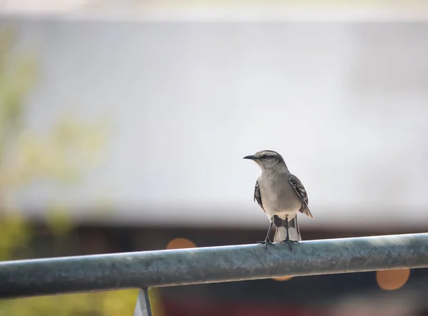 Moineau Sur Clôture Vue Rapprochée — Photo