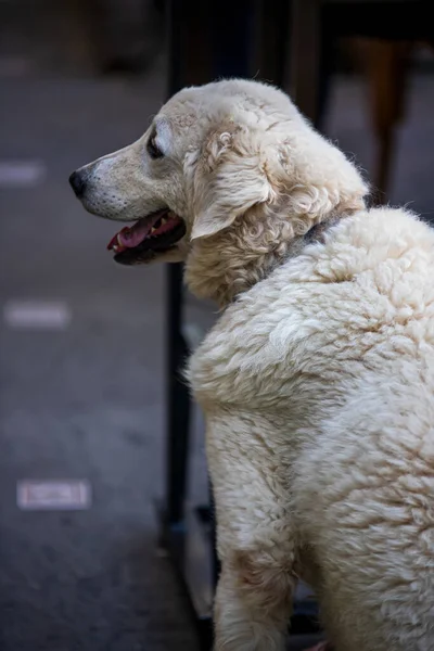 Όμορφη Λαμπραντόρ Σκυλί Στο Μπουένος Άιρες — Φωτογραφία Αρχείου