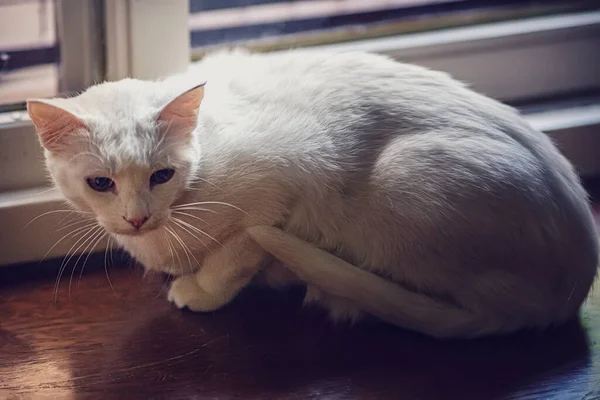 Primer Plano Lindo Gato Blanco — Foto de Stock