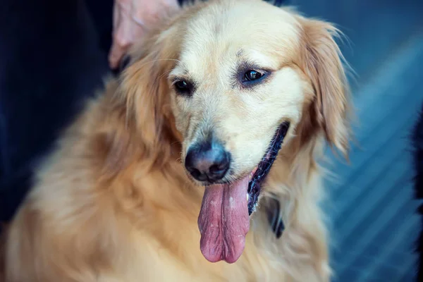 Красивая Собака Лабрадор Буэнос Айресе — стоковое фото