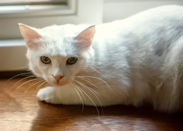 Primer Plano Lindo Gato Blanco — Foto de Stock