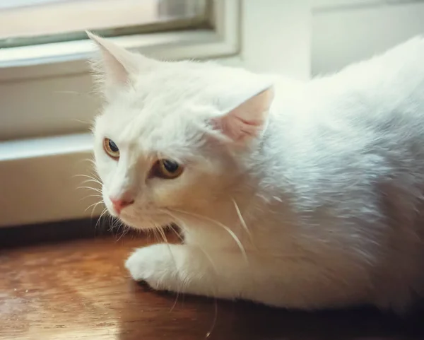 Primer Plano Lindo Gato Blanco — Foto de Stock