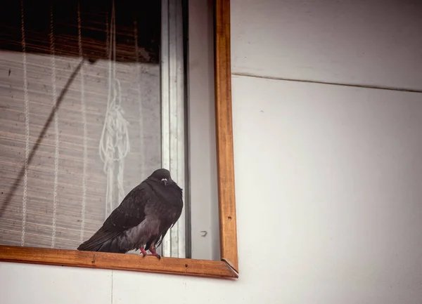 pigeon bird sitting on the window
