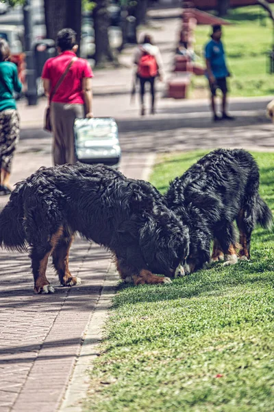 Περιπάτους Σκυλιών Στην Πόλη — Φωτογραφία Αρχείου