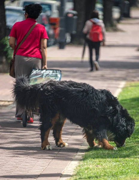 Dog Park Sniffing Grass — Stock Fotó