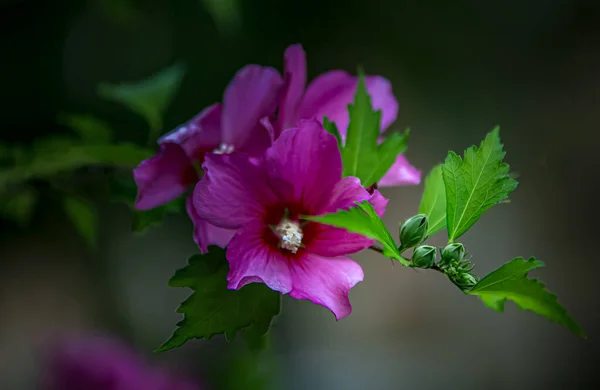 Фіолетові Квіти Петунії Крупним Планом — стокове фото