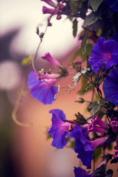 Bellissimi Fiori Giardino — Foto Stock