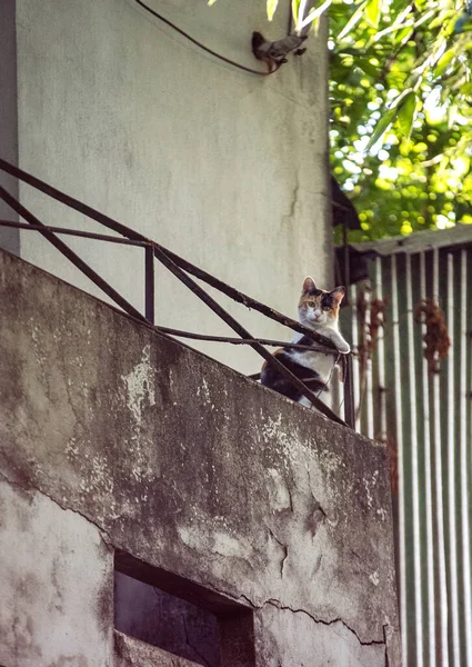 Chat Assis Sur Mur Regardant Caméra — Photo