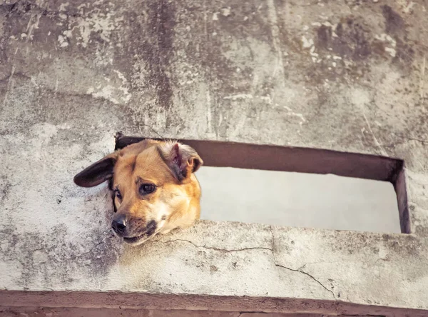 Leuke Hond Buiten Straat — Stockfoto