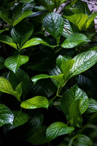Green Leaves Young Plant — Stock Photo, Image