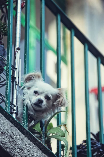 Kutya Városban Nézi Kamera — Stock Fotó