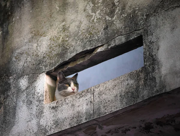 通りにかわいい猫の屋外 — ストック写真