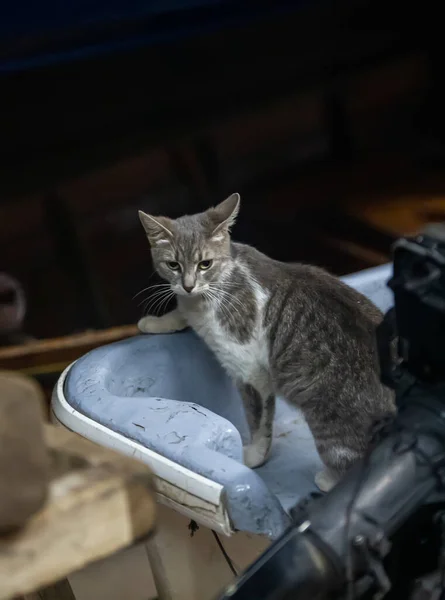 Красива Сіра Таббі Кішка — стокове фото