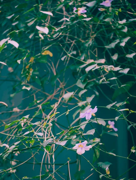 美丽的植物学照片 天然壁纸 — 图库照片