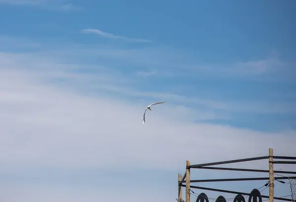 Gaivota Voando Céu — Fotografia de Stock