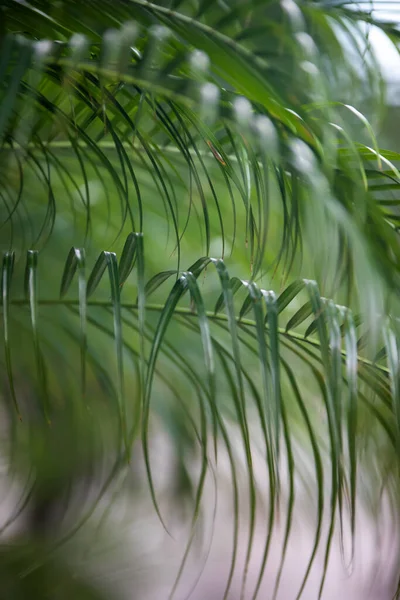 Bel Colpo Botanico Carta Parati Naturale — Foto Stock