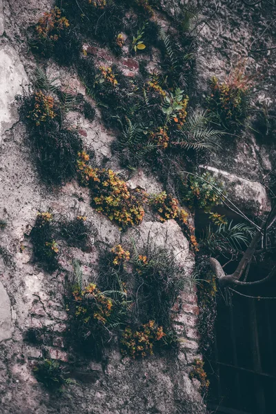 Красивий Ботанічний Знімок Фону — стокове фото
