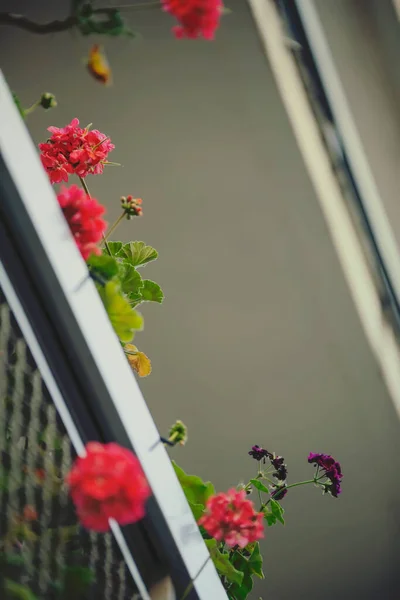 Красиві Квіти Балконі — стокове фото