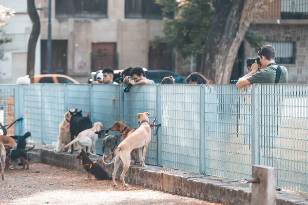 Many Dogs Street Buenos Aires Argentina — Fotografia de Stock