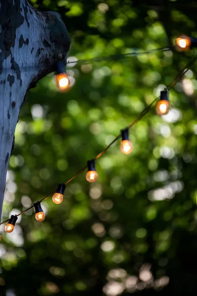 木の枝に電球をぶら下げて — ストック写真