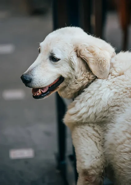 Piękny Pies Labrador Buenos Aires — Zdjęcie stockowe