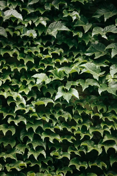 Folhas Verdes Parede — Fotografia de Stock