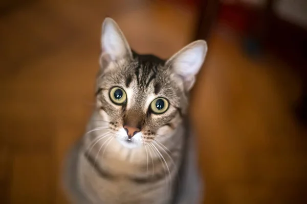 Niedliche Graue Katze Nahaufnahme — Stockfoto