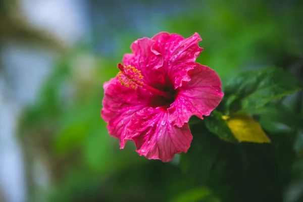 庭の美しいピンクハイビスカスの花 — ストック写真