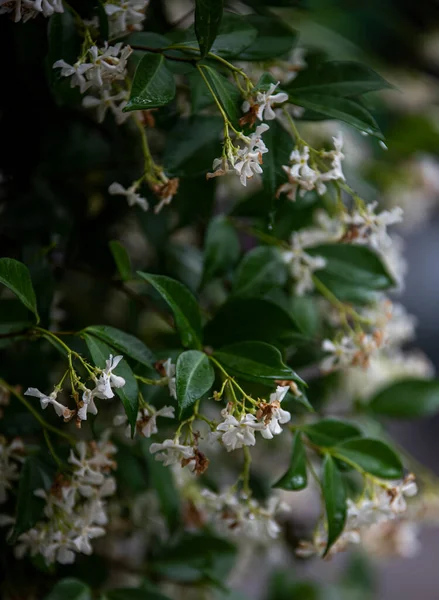 Vacker Botanisk Skott Naturliga Tapeter — Stockfoto