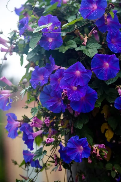 Beautiful Flowers Garden — Stock Photo, Image