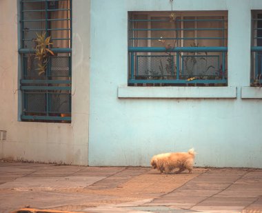 Sokakta yürüyen küçük bir köpek